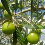 Nocellara del Belice: l’olio extravergine biologico che racconta la Sicilia