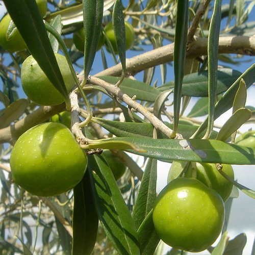 Nocellara del Belice: l’olio extravergine biologico che racconta la Sicilia