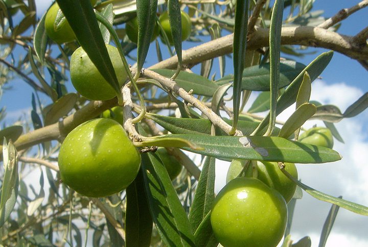 Nocellara del Belice: l’olio extravergine biologico che racconta la Sicilia