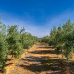 La bontà dell’olio siciliano: quando la genuinità nasce dalla terra