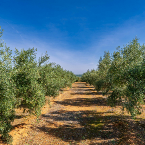 La bontà dell’olio siciliano: quando la genuinità nasce dalla terra