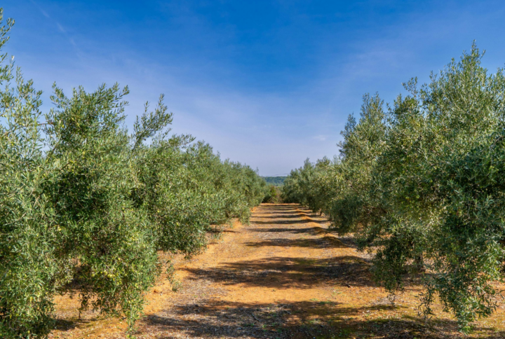 La bontà dell’olio siciliano: quando la genuinità nasce dalla terra